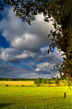 Summer field Stock Photos
