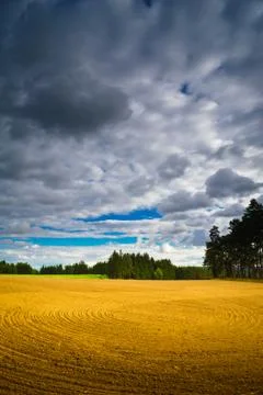 Summer field Stock Photos