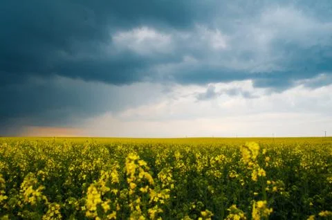 Summer field Stock Photos