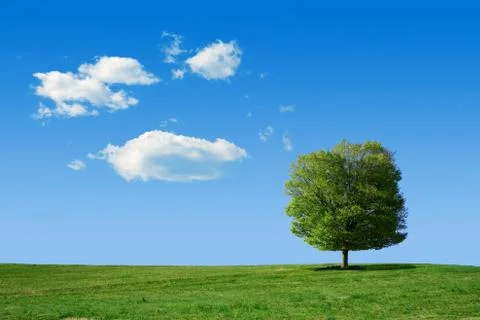 Summer field Stock Photos