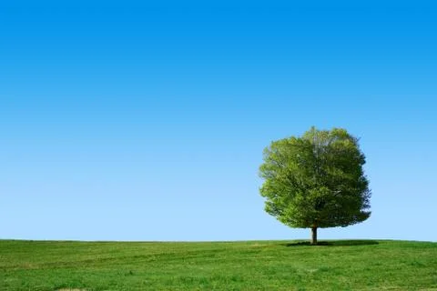 Summer field Stock Photos