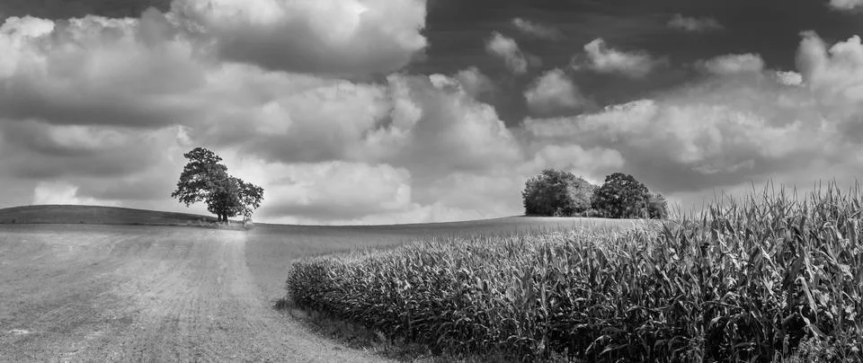 Summer field 스톡 사진