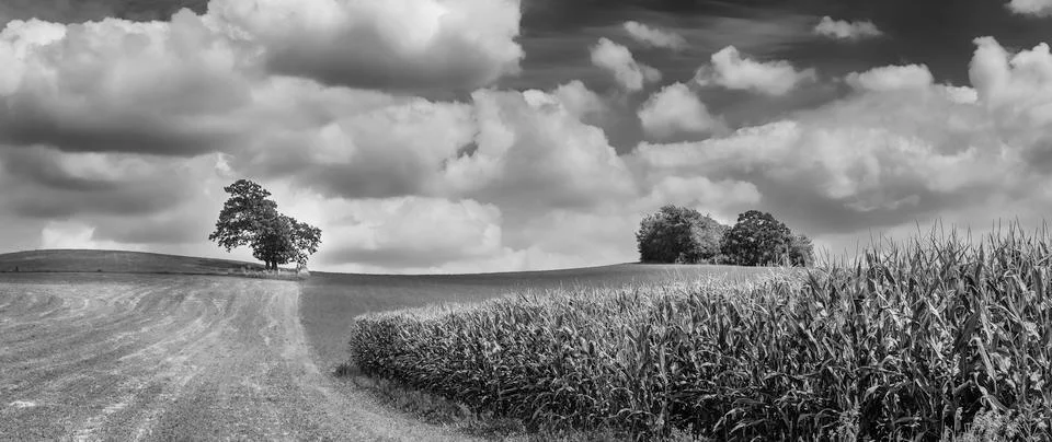 Summer field Stock Photos