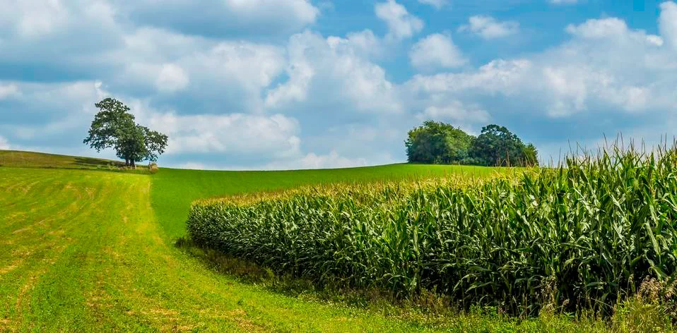 Summer field Stock Photos