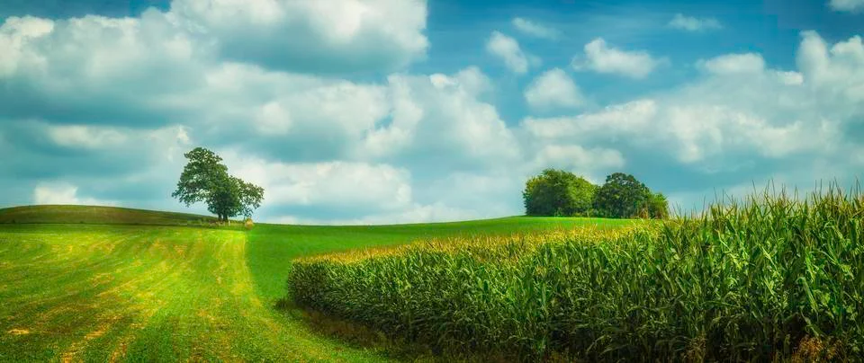 Summer field Stock Photos