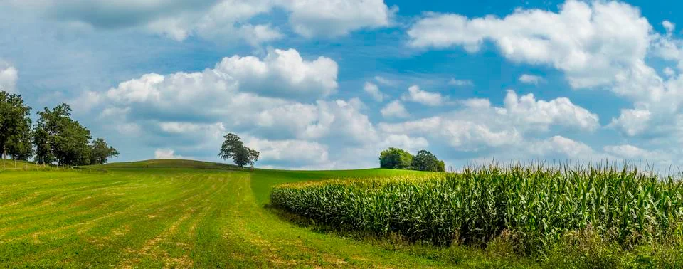 Summer field Stock Photos