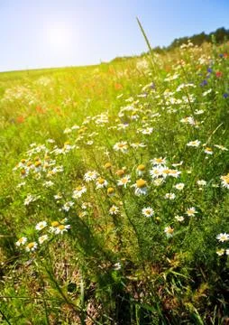 Summer field Stock Photos