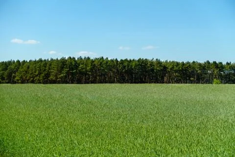 Summer Field Stock Photos