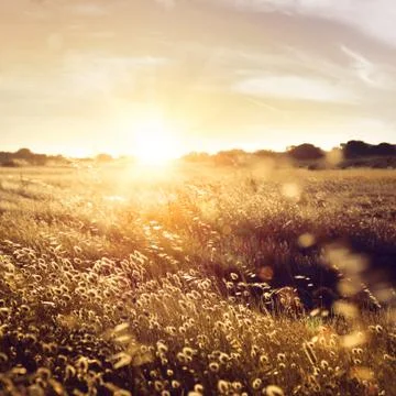 Summer Field Stock Photos
