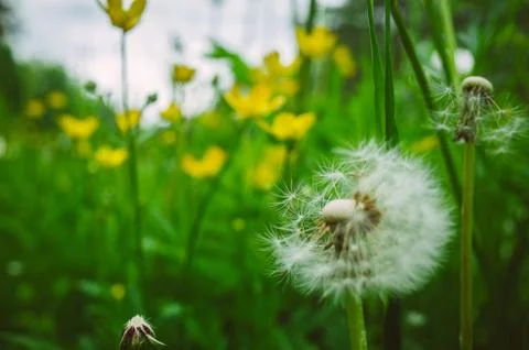 Summer Field 写真素材