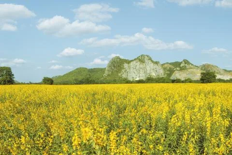 Summer field Stock Photos