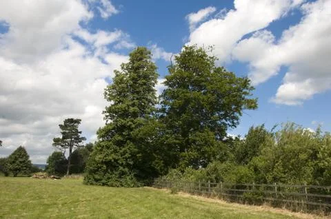 Summer field Stock Photos