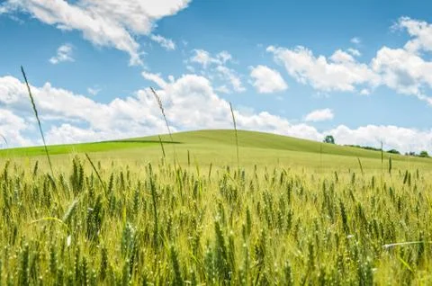 Summer field Stock Photos