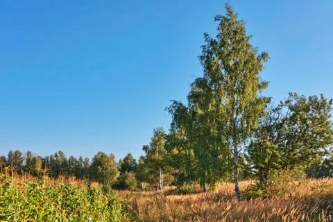 Summer field Stock Photos