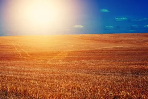 Summer field Stock Photos