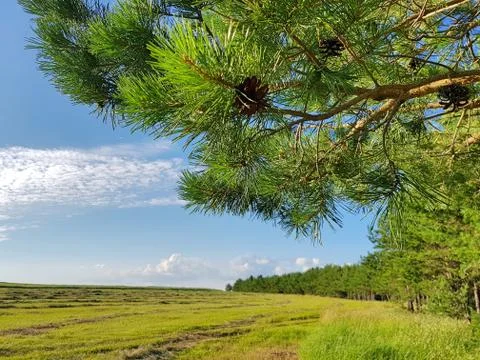 Summer field Foto stock