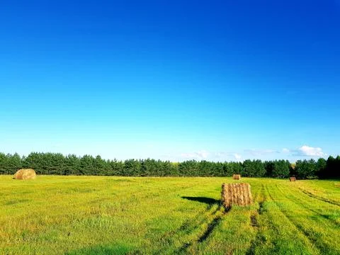 Summer field Foto stock