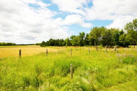 Summer field. Stock Photos
