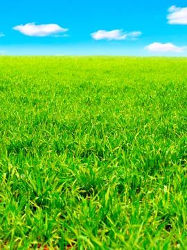 Summer Field Foto stock