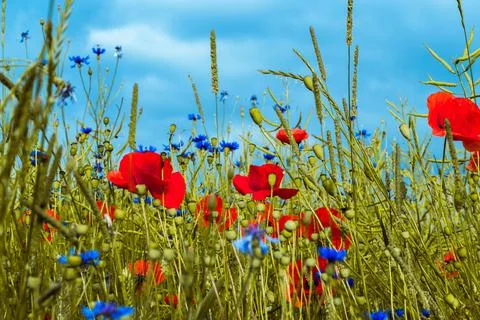 Summer field Stock Photos