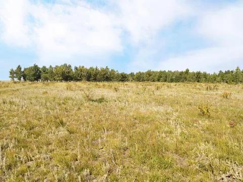 Summer in the field Foto stock
