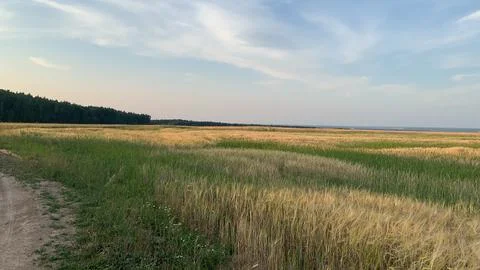 Summer field Stock Photos