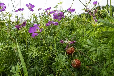 Summer field Stock Photos