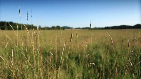 Summer field racking focus Stock Footage 82800547