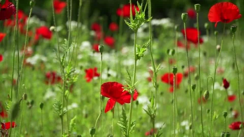 Summer field red poppy flowers in slow motion sliding shot Vídeos de archivo 141391663