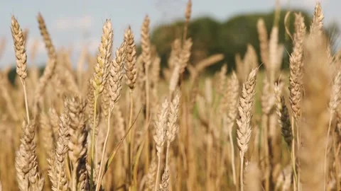 Summer field with  rye and wheat, agriculture backgroung Video stock 157759883