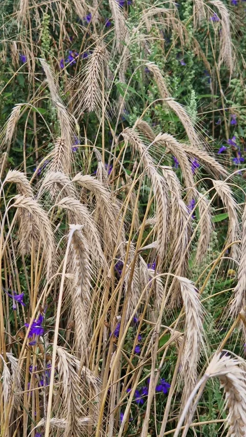 Summer field with spikelets of rye and various herbs and flowers Stock Footage 314072476