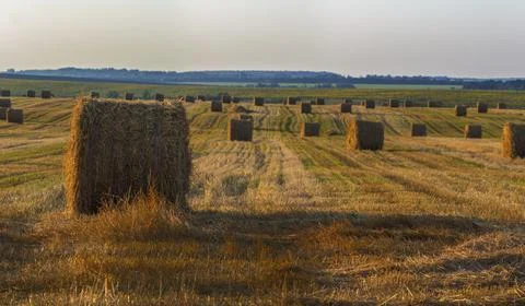 Summer field with straw mows at evening Фото