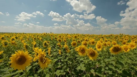 Summer field of sunflowers Stock Footage 77903163