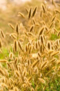 Summer field, sunset, corn feathers, landscape Stock Photos