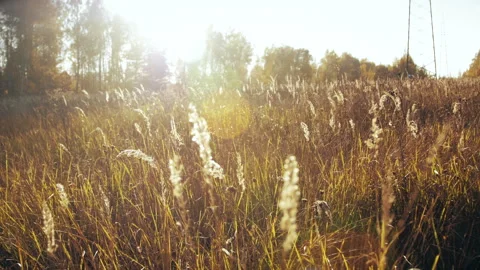 Summer Field in Sunset Light Stock Footage 100052462