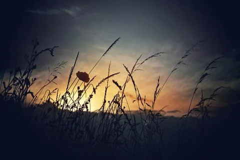 Summer field in sunset Foto stock