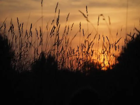 Summer field sunset playingrays of the sun evening night Stock Photos
