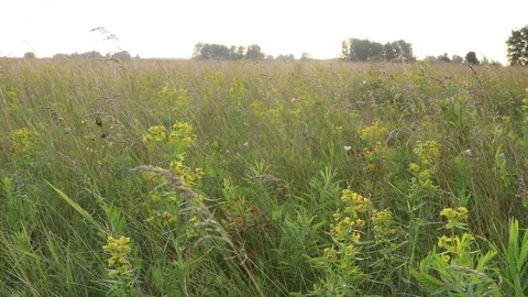 Summer field with tall grass Stock Footage 119873896