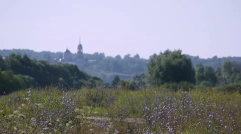 Summer field with trees scenic view Video stock 68664648