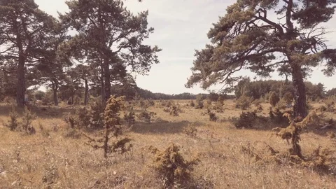 Summer field with trees in Sweden Stock Footage 79625583