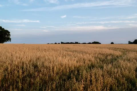 Summer field under blue sky. Stock Photos