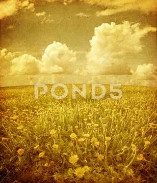 Summer field under sky in grunge Stock-Fotos