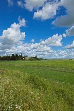 Summer field view. Stock-Fotos