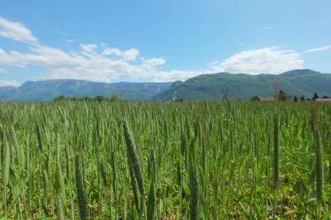 Summer field of wheat Foto stock