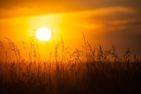 Summer field of wheat at sunset Stock Photos
