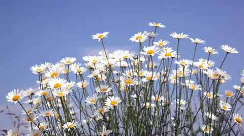 Summer field with white daisies on blue sky Stock Footage 20516896