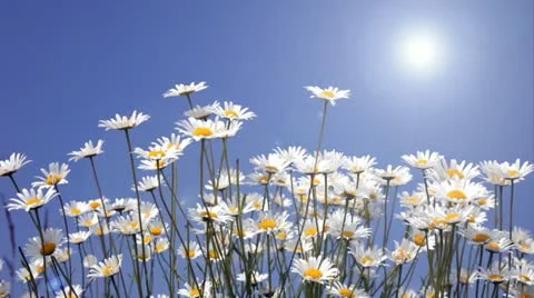 Summer field with white daisies on blue sky Stock Footage 20517296