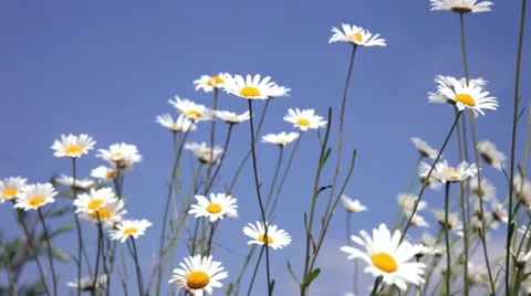 Summer field with white daisies on blue sky Stock Footage 20521190