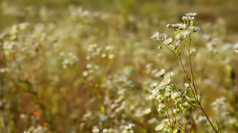 Summer Field With White Daisies Stockbeeldmateriaal 40313847