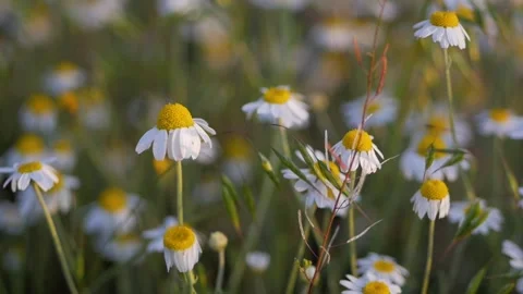 Summer field with white daisies. Stock Footage 114437575
